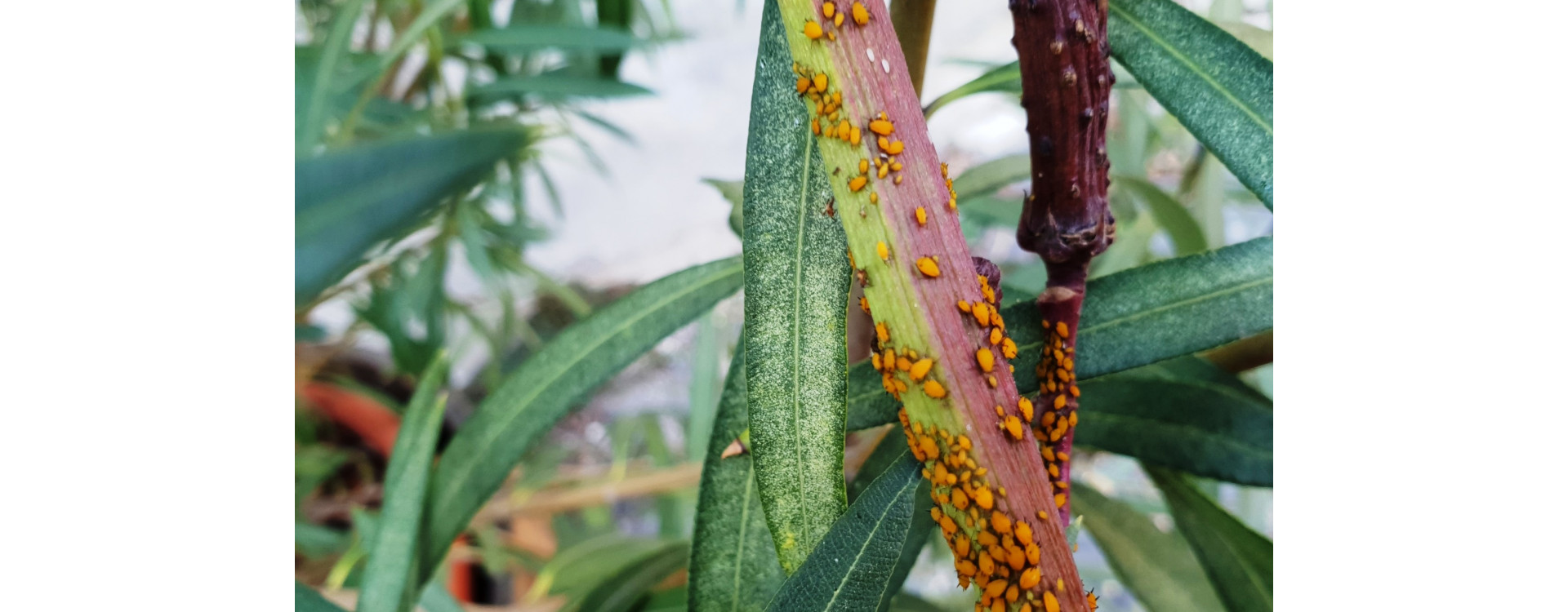 Növényvédelmi teendők – 2021. május 6-12.