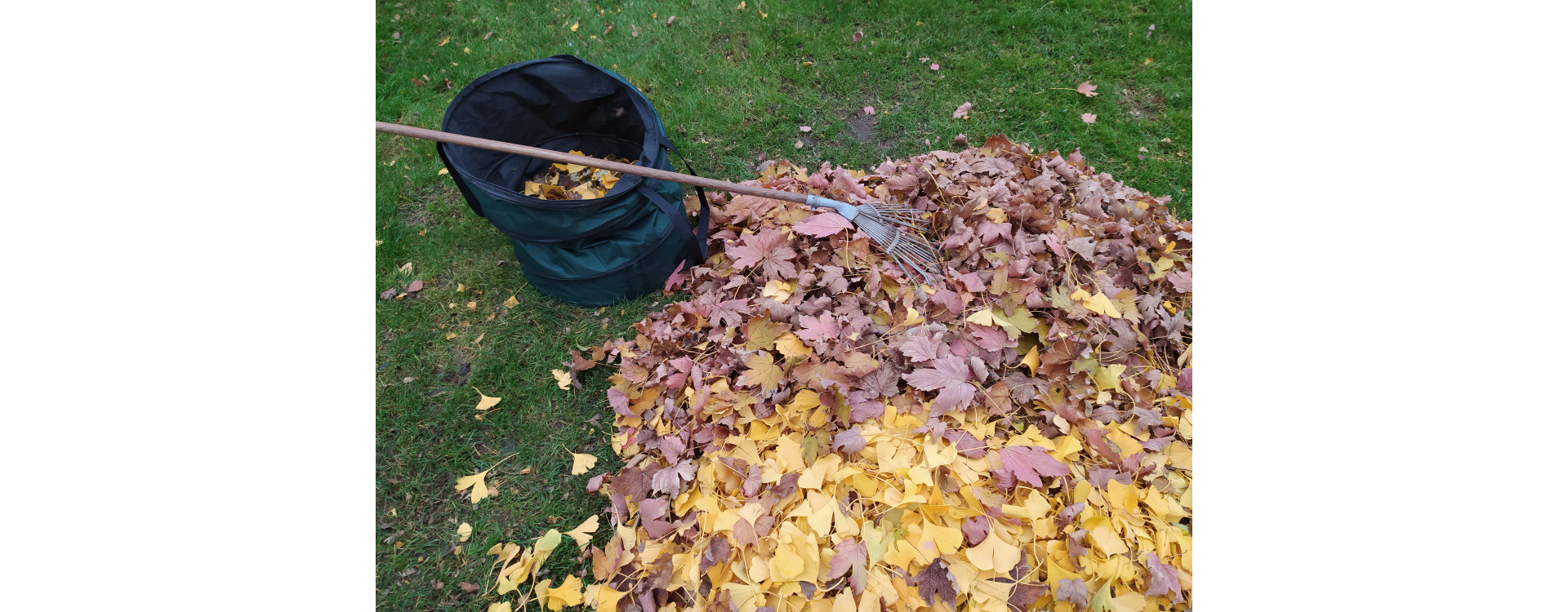Hasznos segítőink a lombgyűjtésben