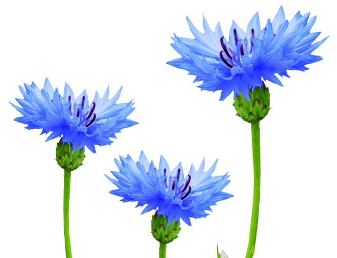 Búzavirág, mint gyógynövény