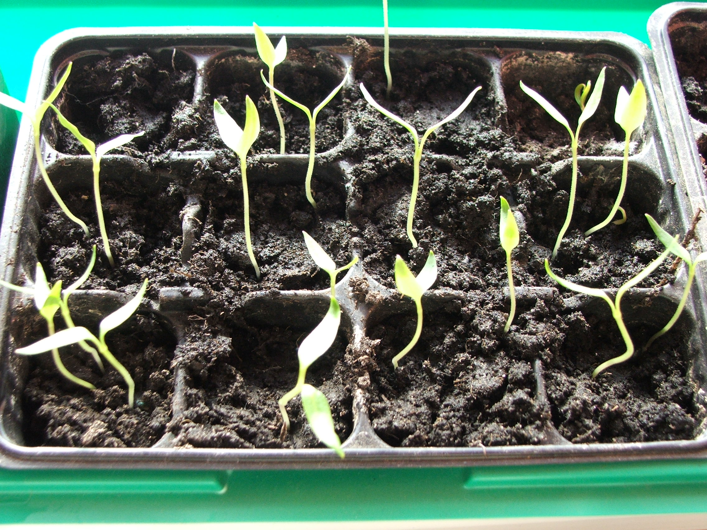 Növényvédelmi teendők – 2022.március 21-27.