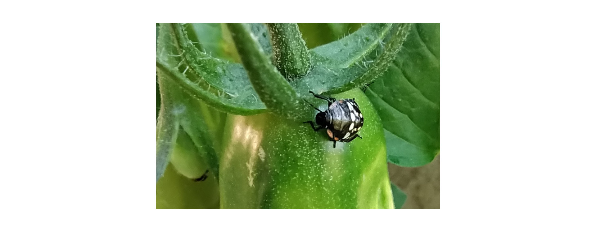 Növényvédelmi teendők – 2021. június 17-23.