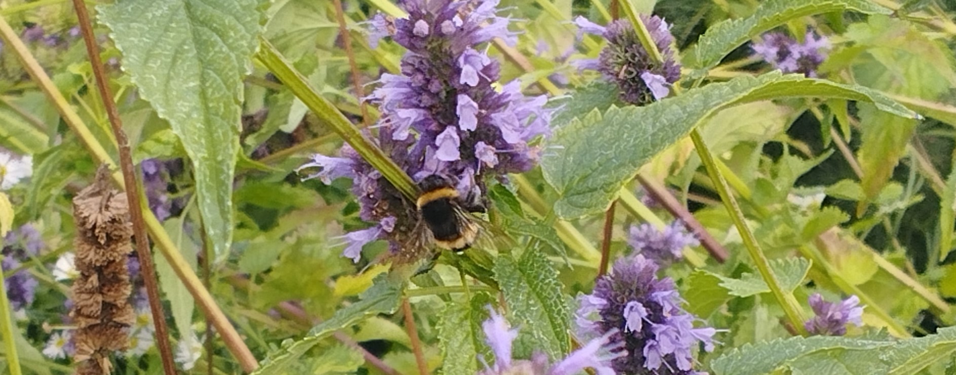 2023. évi 2. növényvédelmi felhívás – Zsigó György