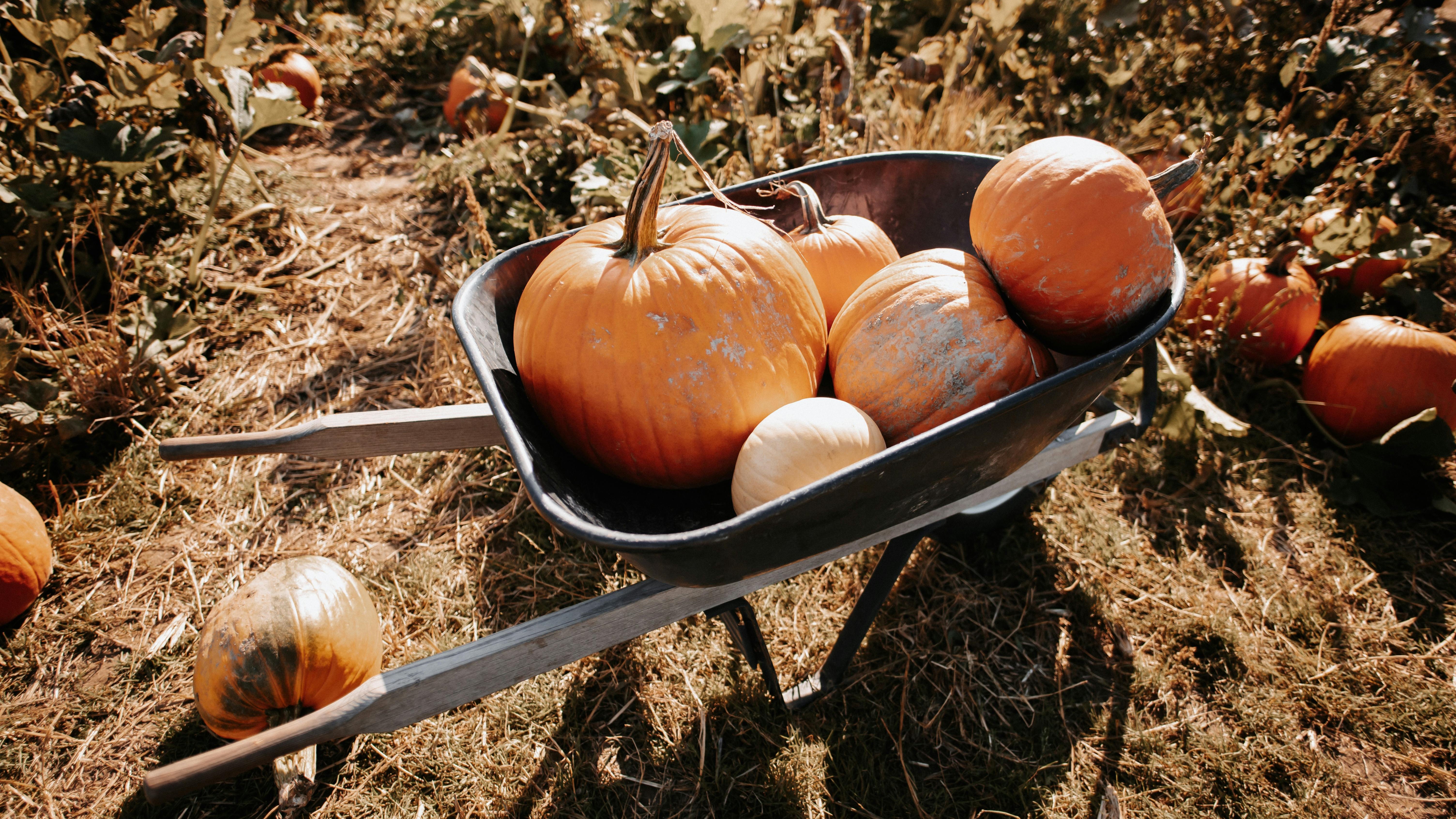 5+1 tipp a kert téli felkészítésére