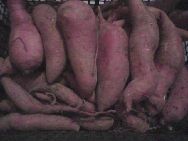 Batáta  téli  tárolása és  ültetése.