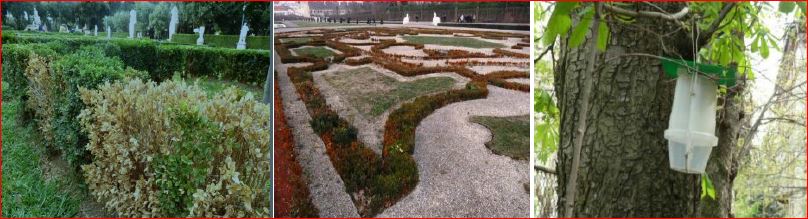 Zsigó György – Időszerű növényvédelmi teendők a közterületeken – 2016/2