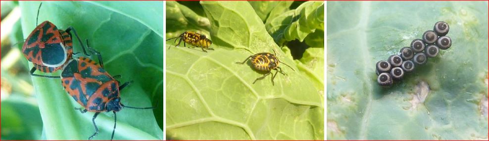 Zsigó György – Hasznos közlendők kertbarátoknak – 2017/18