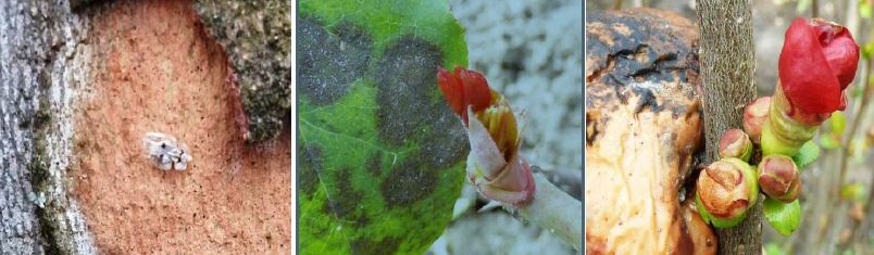 Zsigó György – Időszerű növényvédelmi teendők a közterületeken – 2016/1