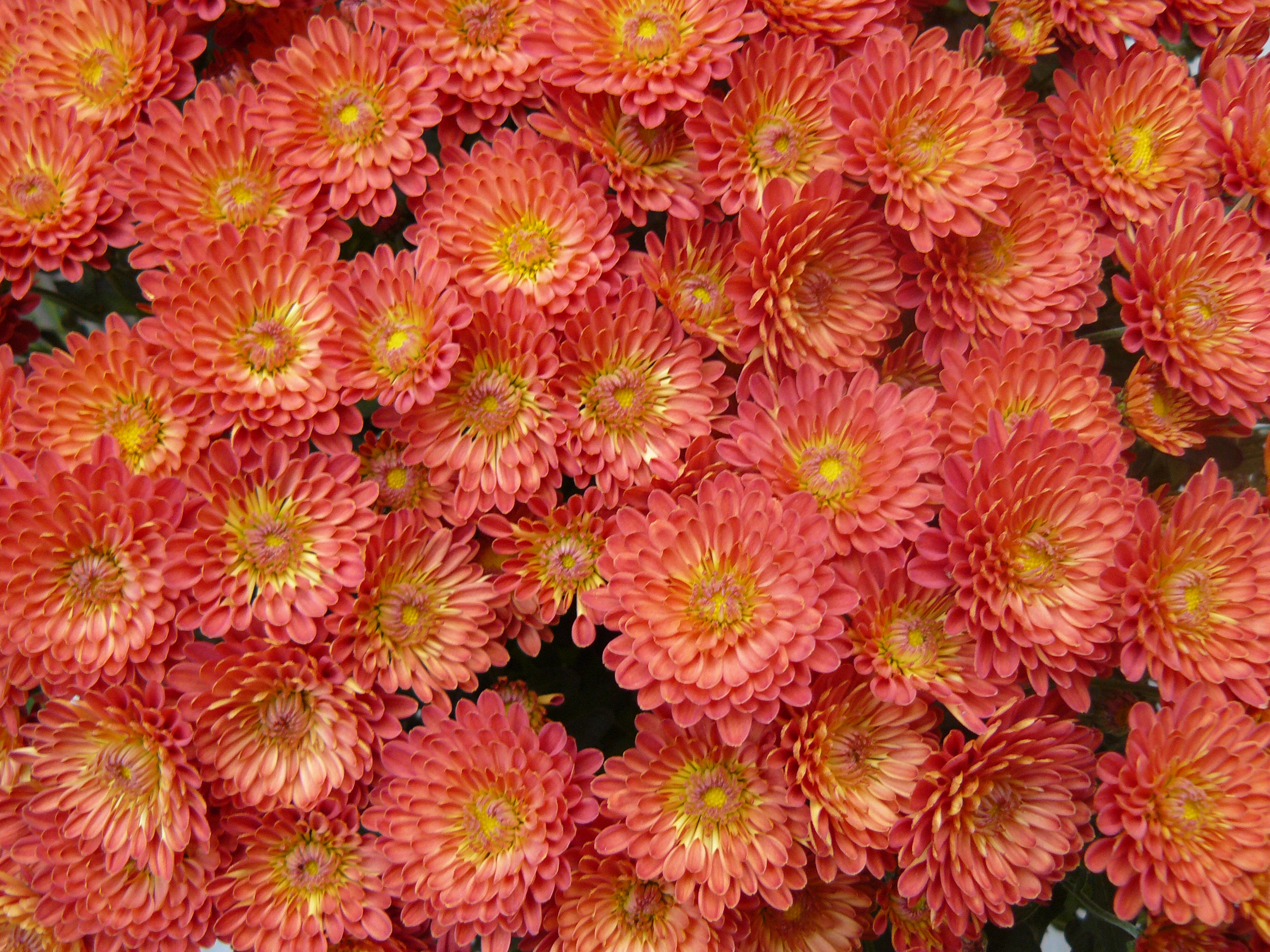 Közeleg a krizantém ideje