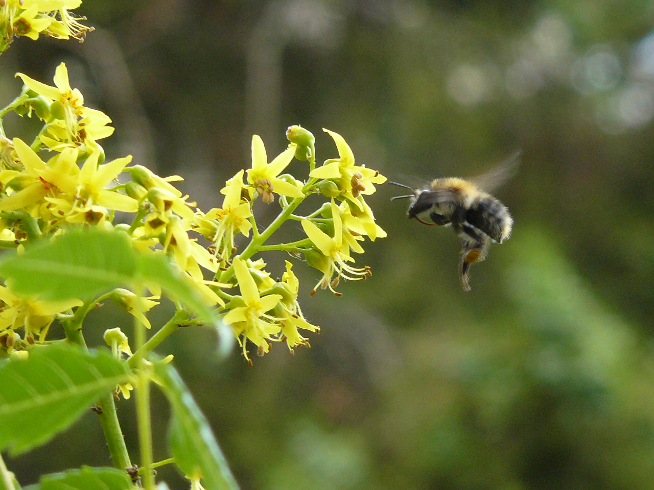 A növényvédő szerek csoportosítása /3