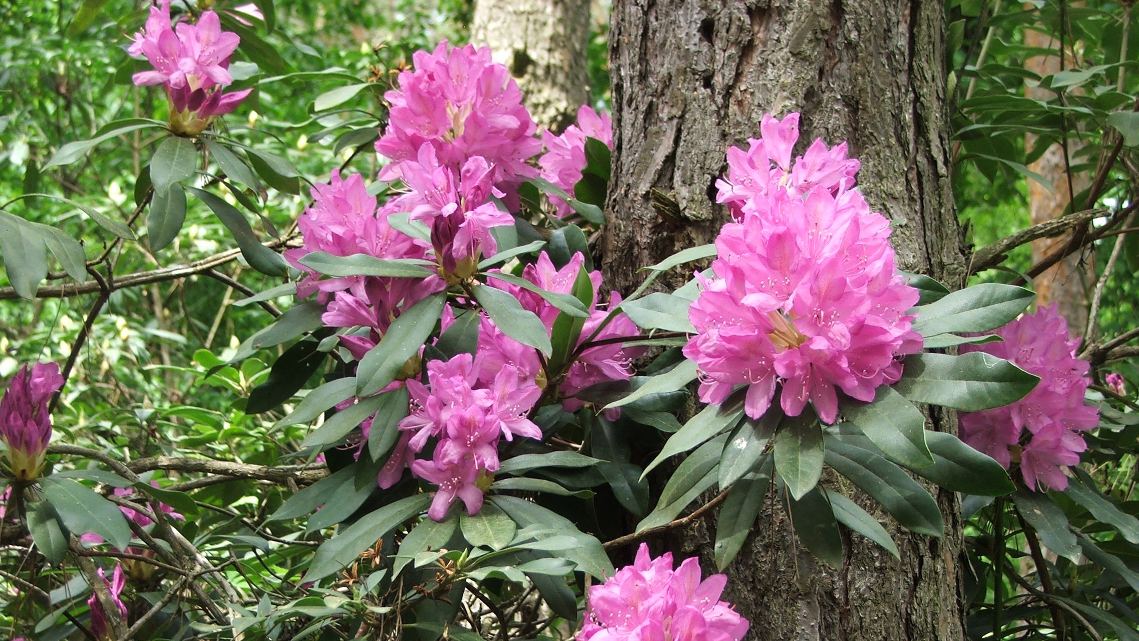 A kertek királynői a Rhododendronok