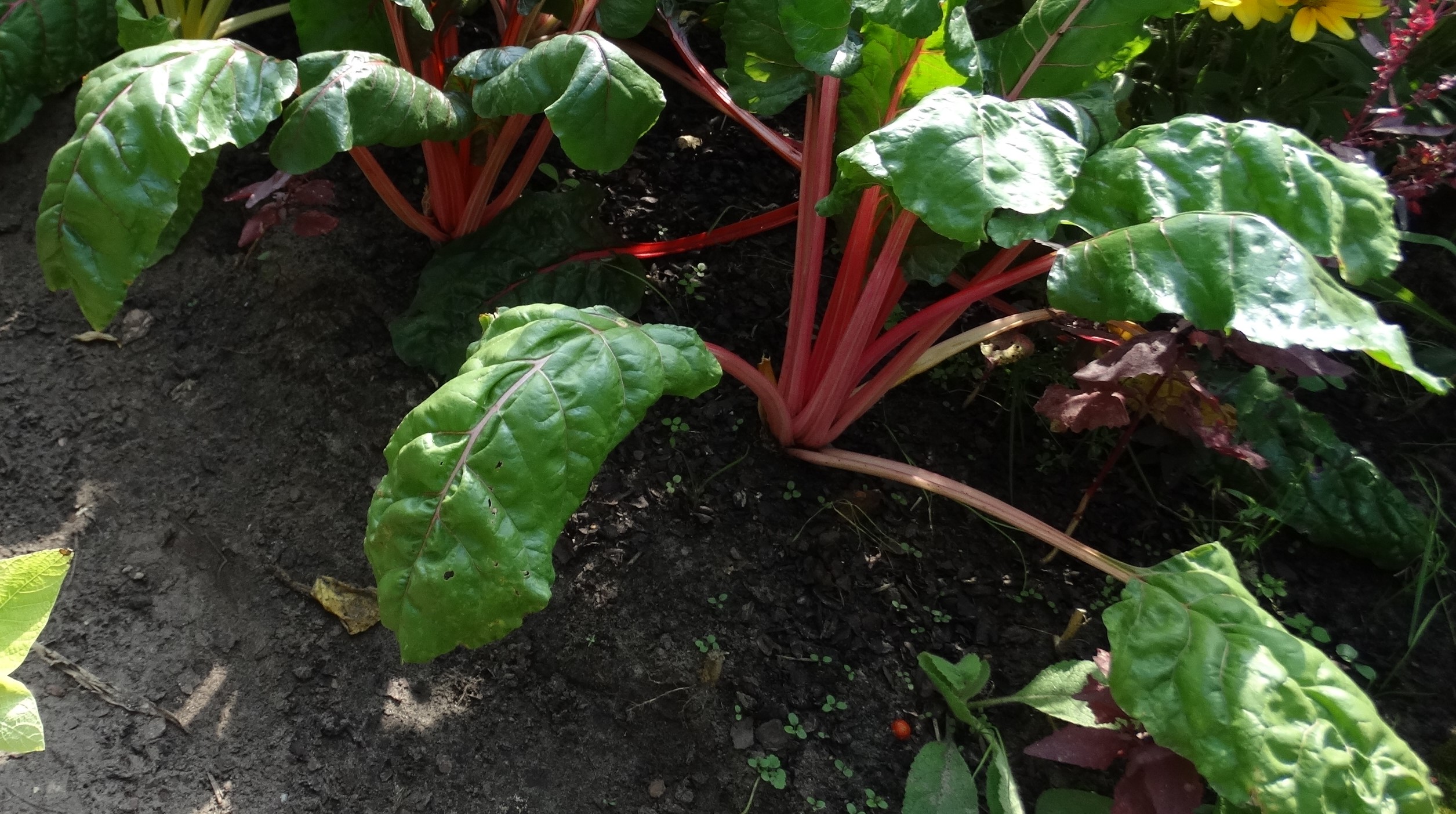 A zöldségeskert árnyékos oldala