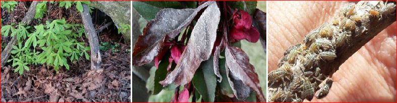 Zsigó György – Időszerű növényvédelmi teendők a közterületeken – 2016/3