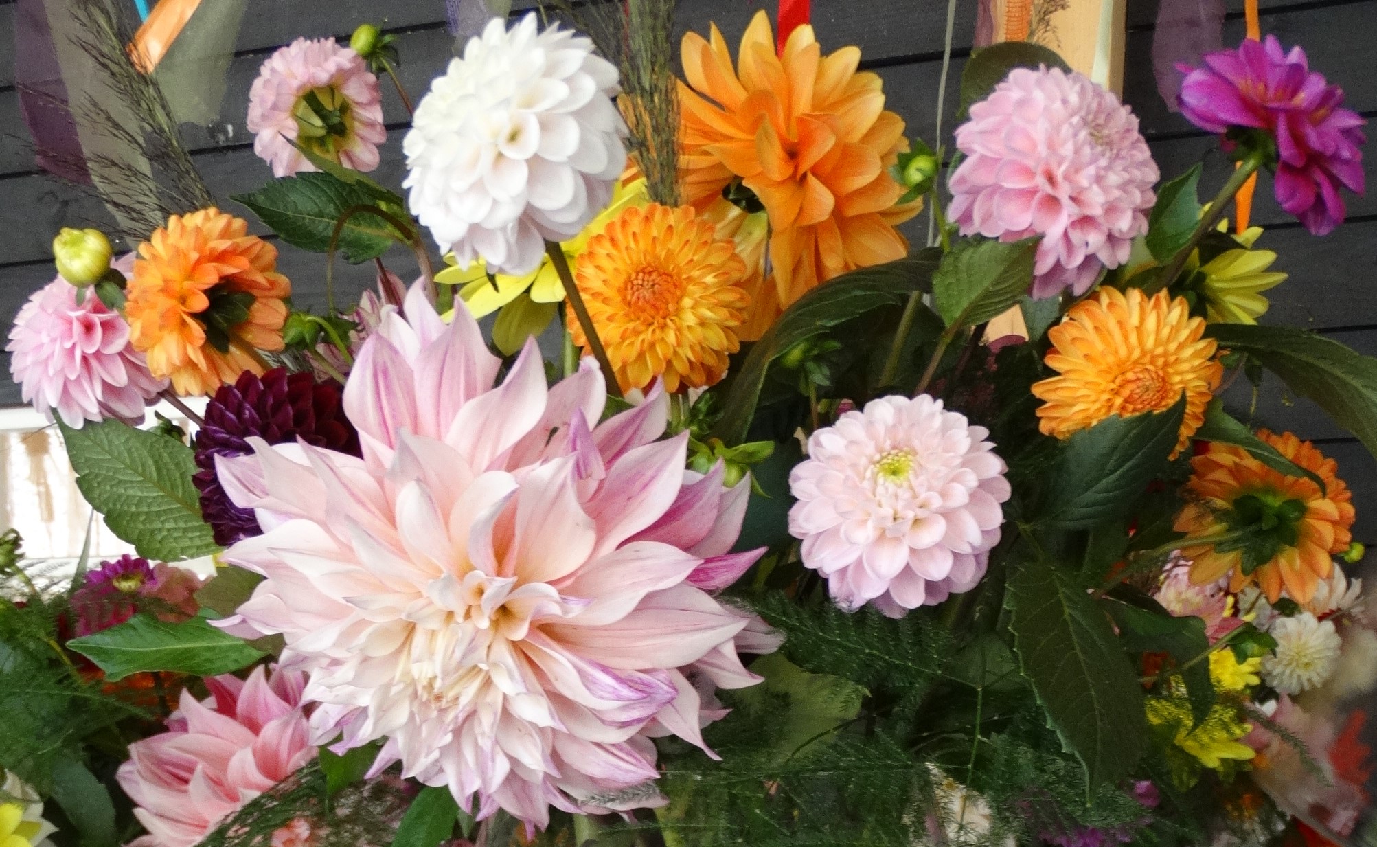 A 10 legszebb nyáron virágzó hagymás növény