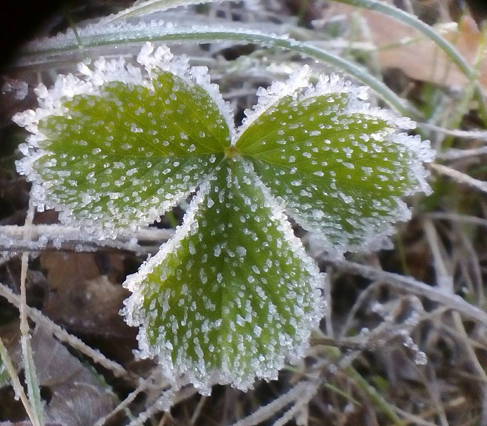 Horkolnak a növények