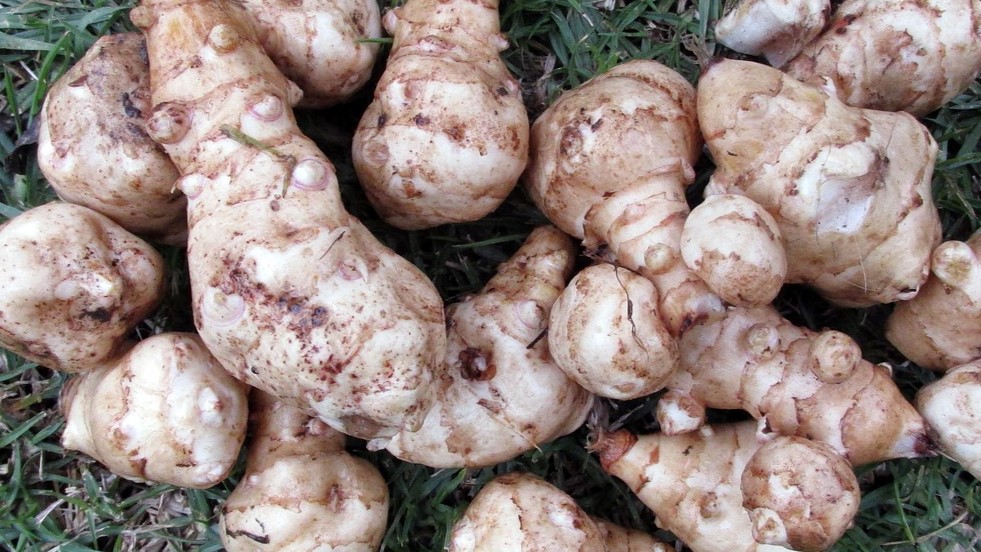 Így termeszd a csicsókát