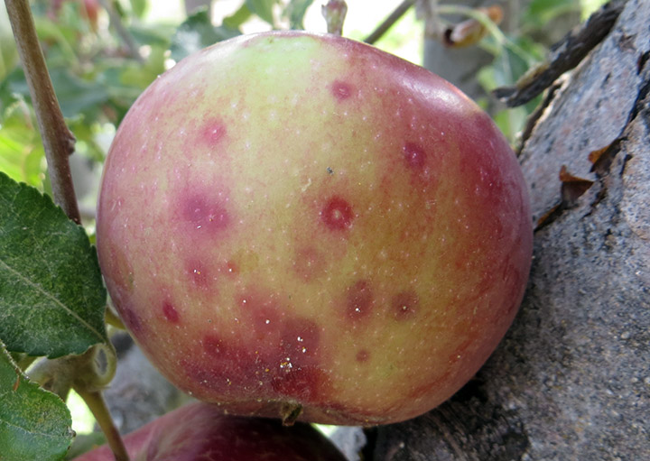 Növényvédelmi teendők – 2022. augusztus 5-11