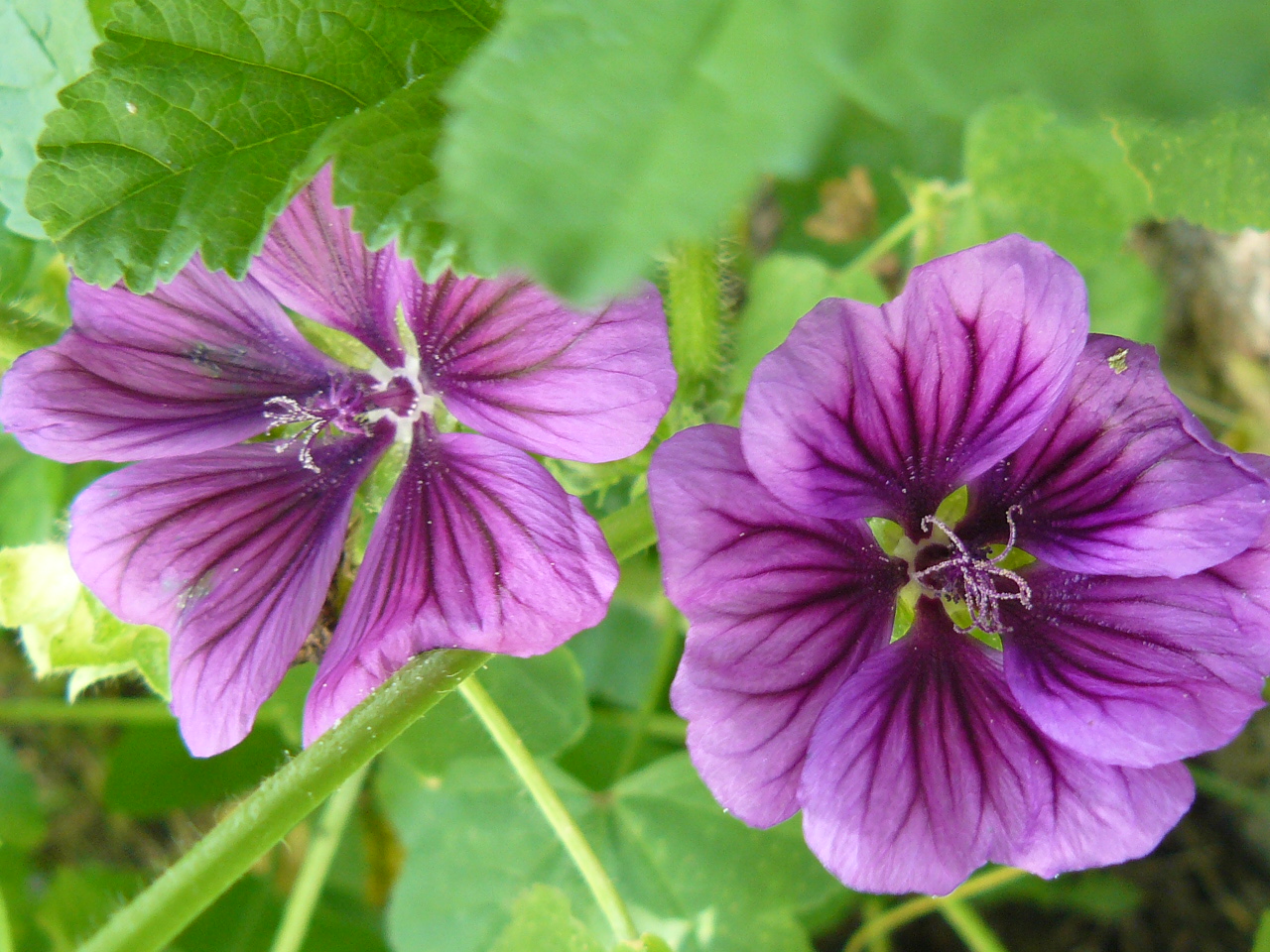 Erdei mályva kicsit másképpen