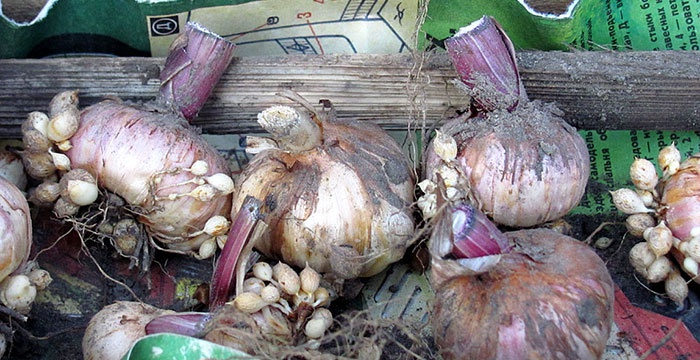 Növényvédelmi teendők – 2021. szeptember 16-22.