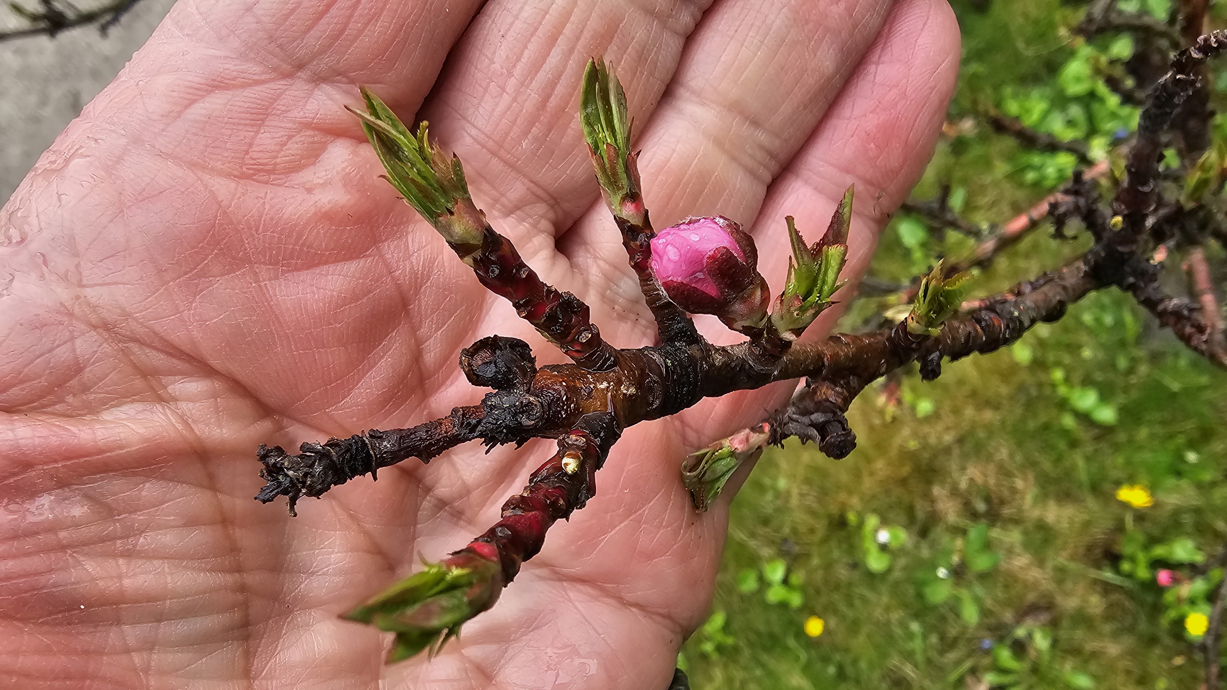 2025. évi 4. – tafrinás – növényvédelmi felhívás