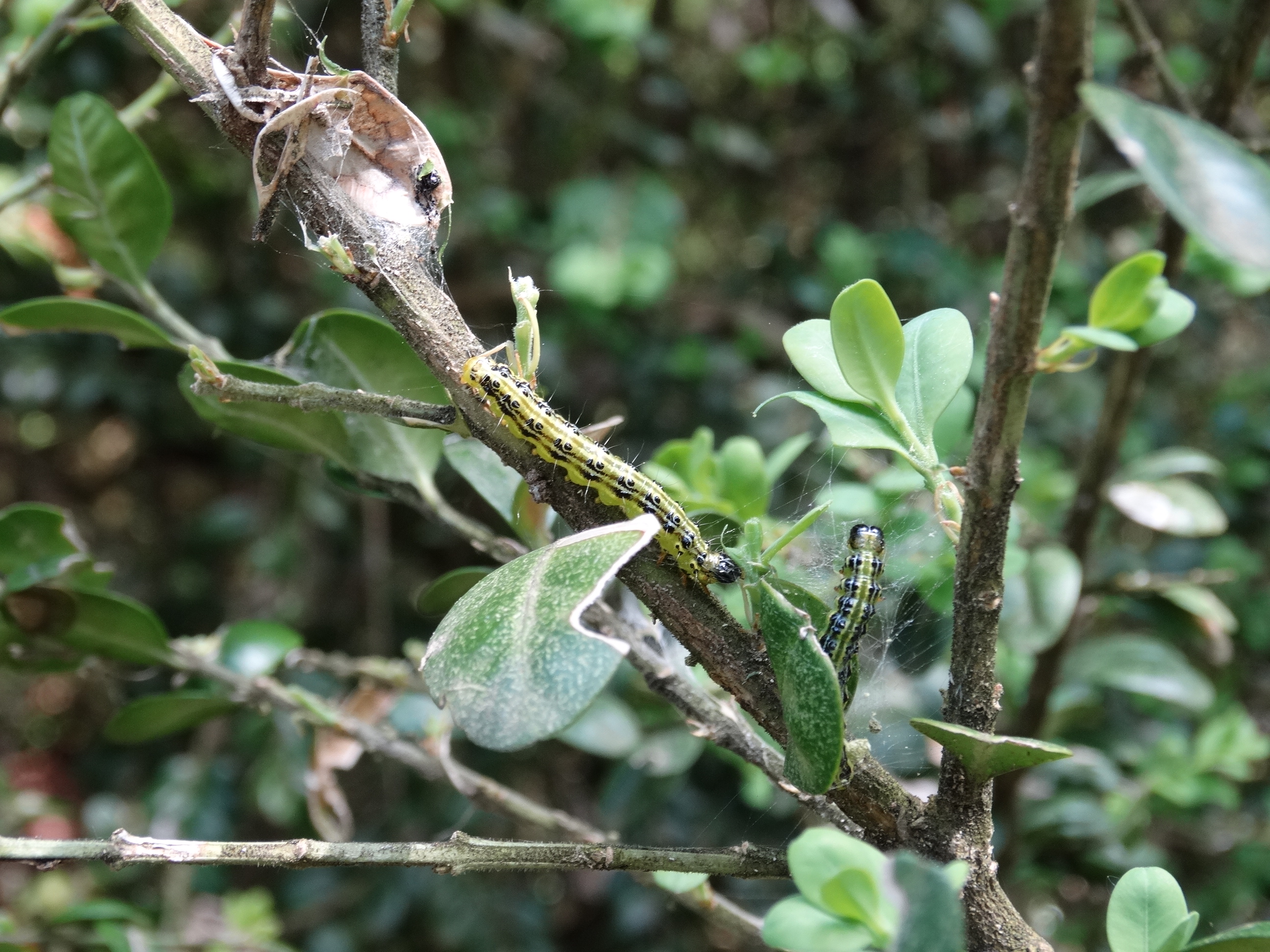 Növényvédelmi teendők – 2022. április 18-24.