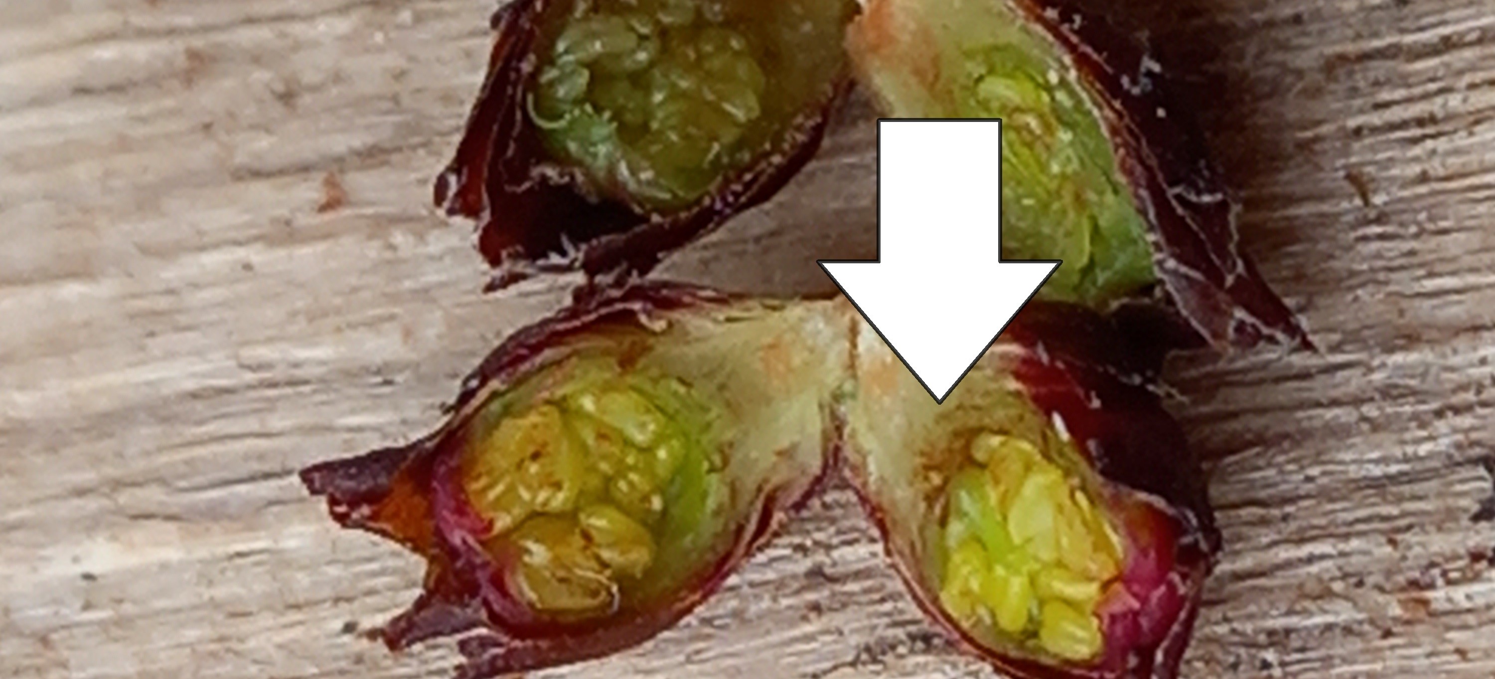 2023. évi 1. növényvédelmi felhívás – Zsigó György