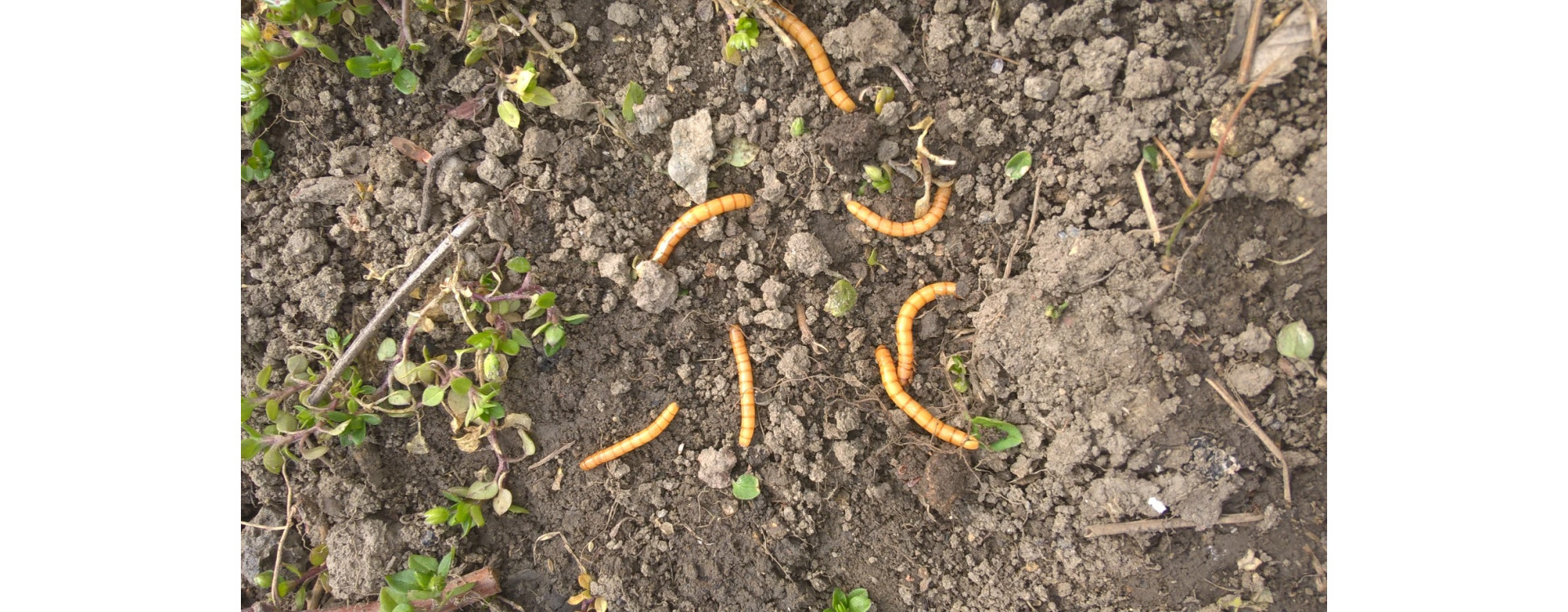 2021. évi 6. növényvédelmi felhívás – Zsigó György