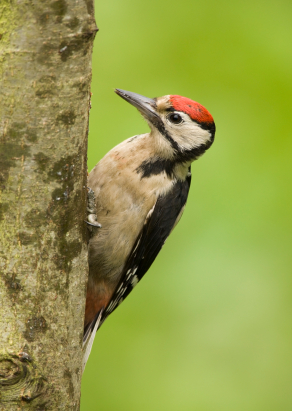 Harkály és meszelő