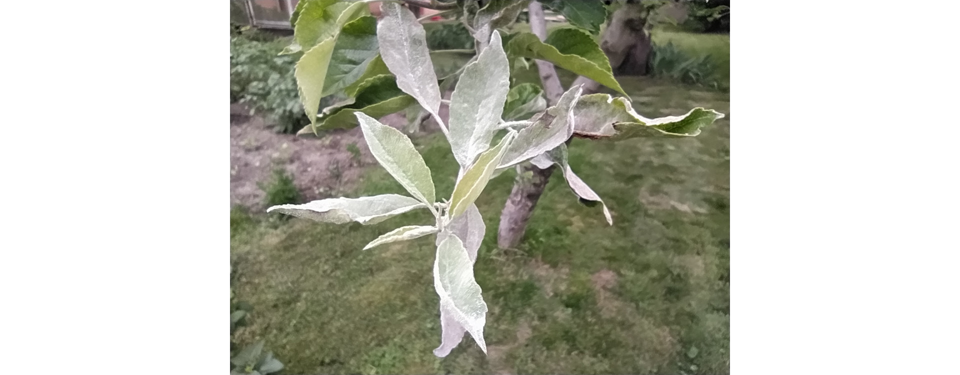 Növényvédelmi teendők – 2021. június 3-9.