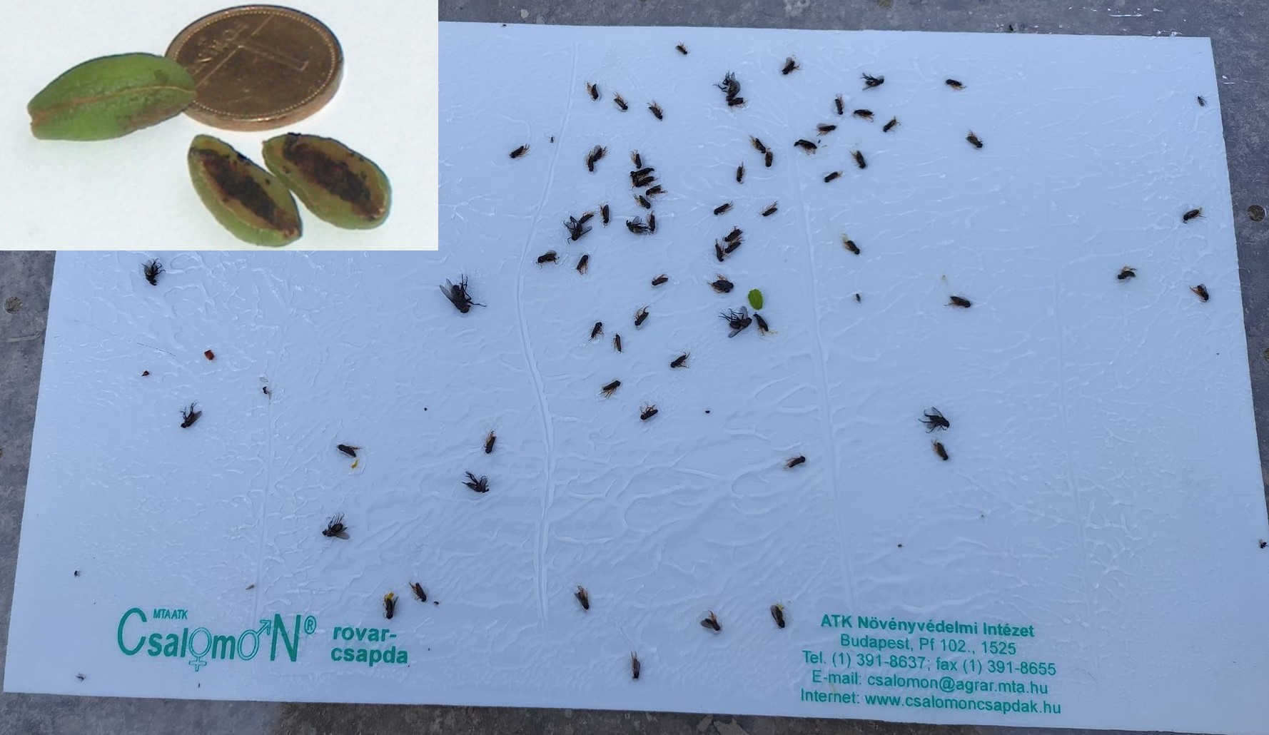 Poloskaszagú darazsak fogási adatai – FOLYAMATOSAN FRISSÜL