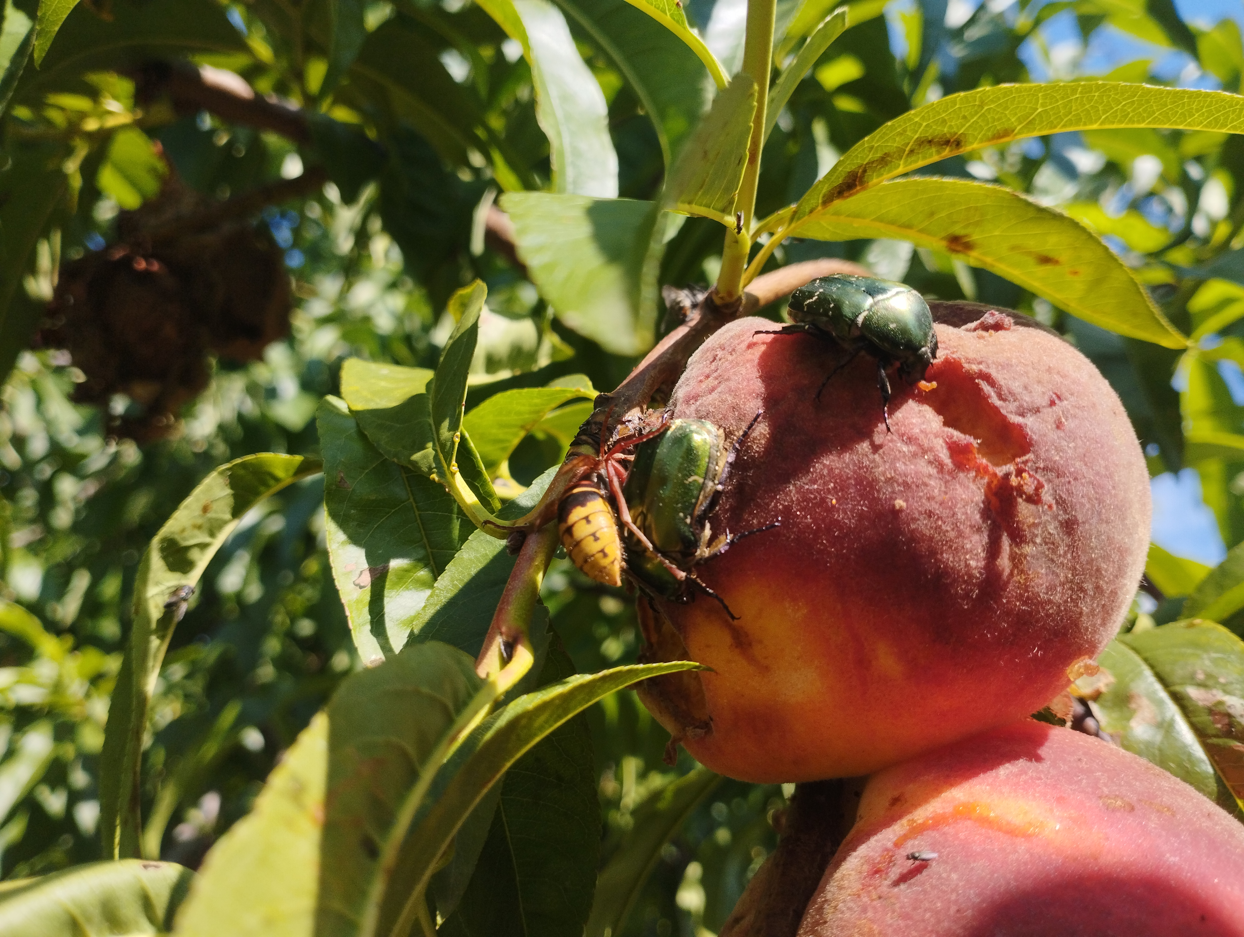 Növényvédelmi teendők – 2022. júli. 30.-aug. 4