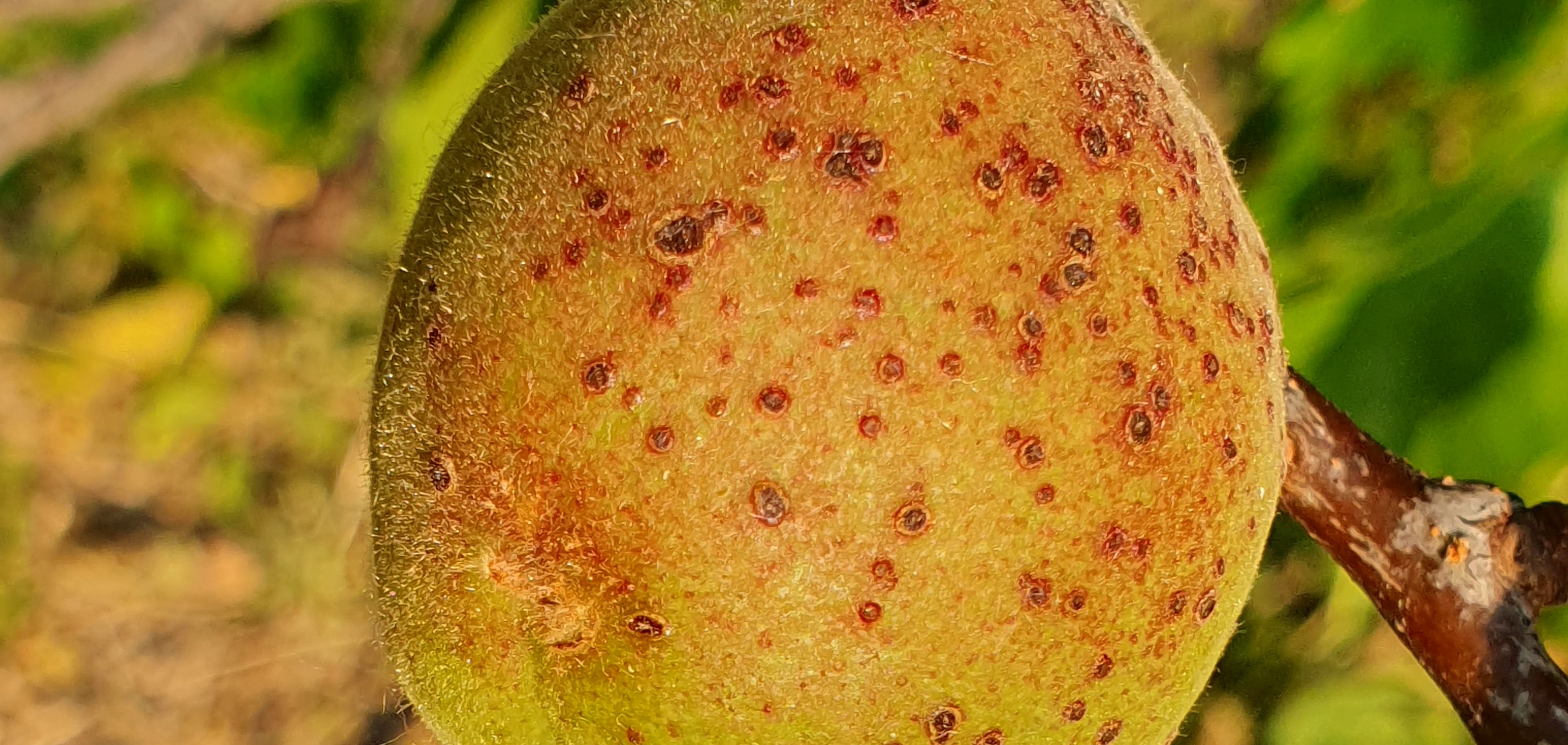 2023. évi 12. növényvédelmi felhívás – Zsigó György