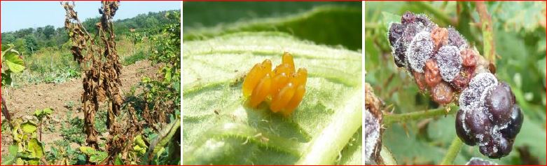 Zsigó György – Hasznos közlendők kertbarátoknak – 2016/11