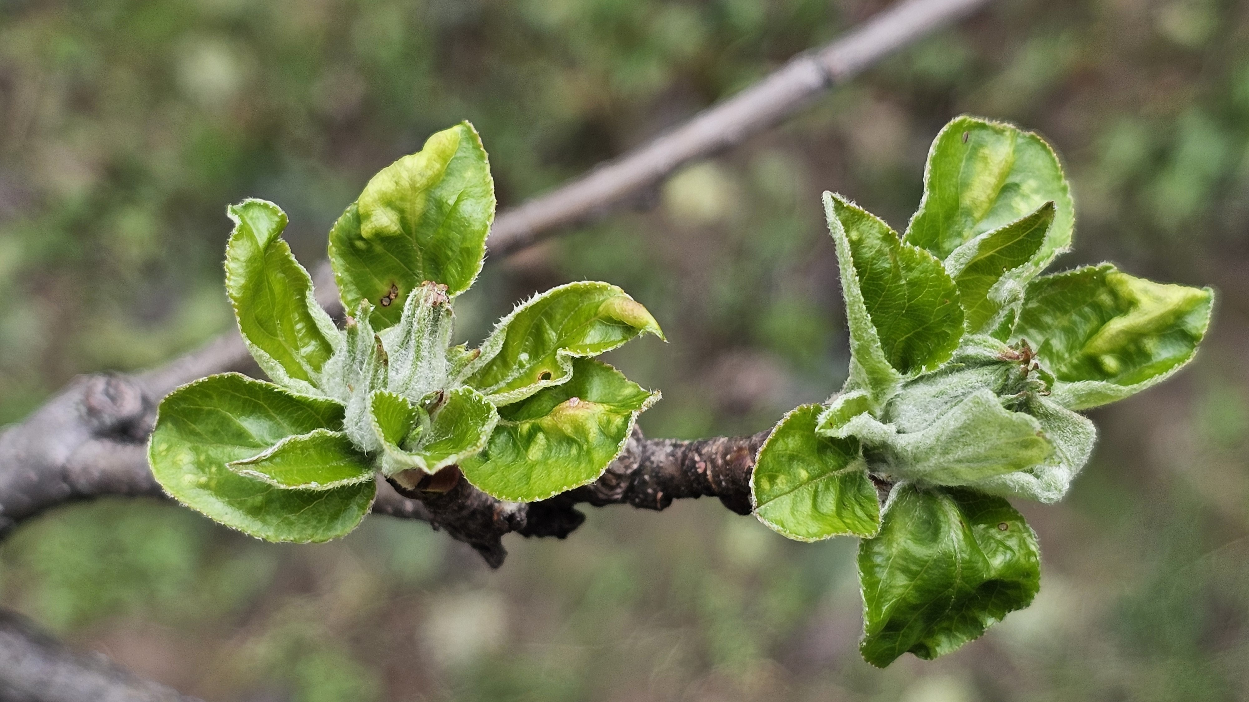 2025. évi 5. – varasodásos – növényvédelmi felhívás
