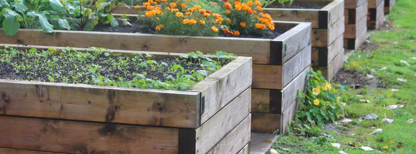 Zöldségtermesztés derékkímélő módon – magaságyásban