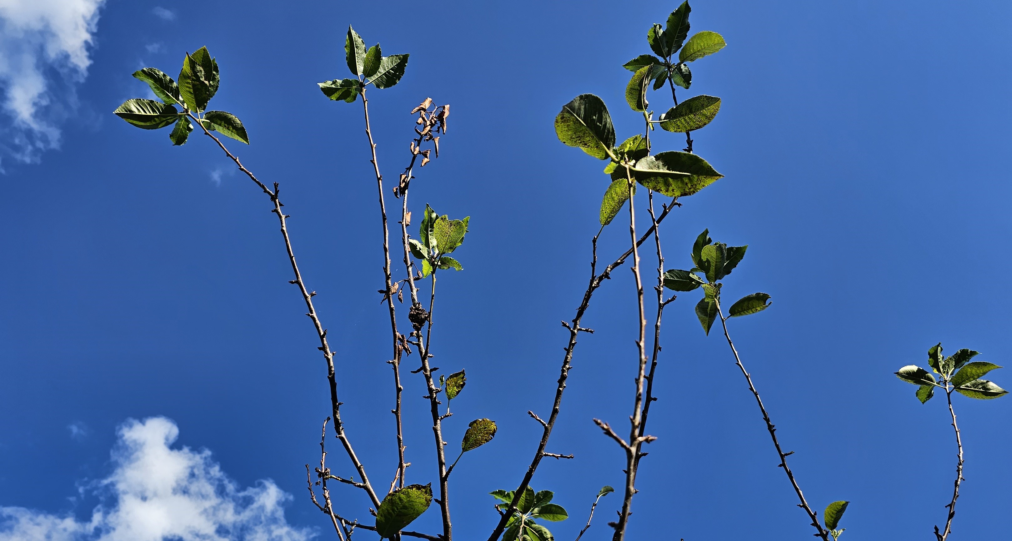 2023. évi 22. növényvédelmi felhívás – Zsigó György