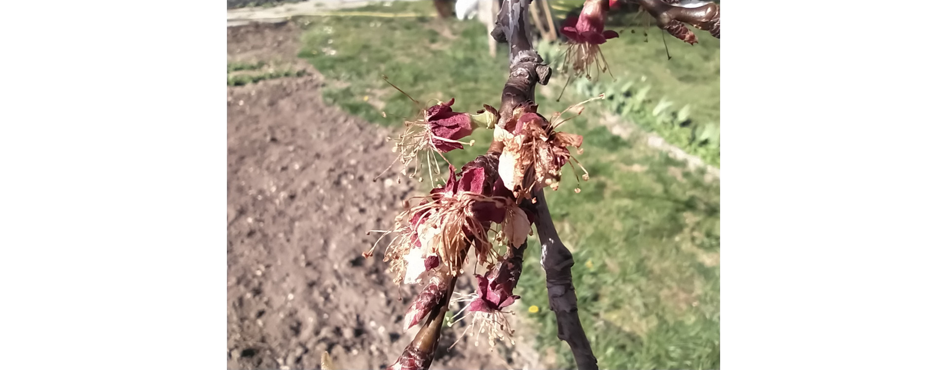 Növényvédelmi teendők – 2021. április 8-14.