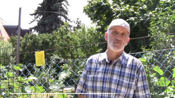 Elsősorban a fürtöket támadja szőlő lisztharmata