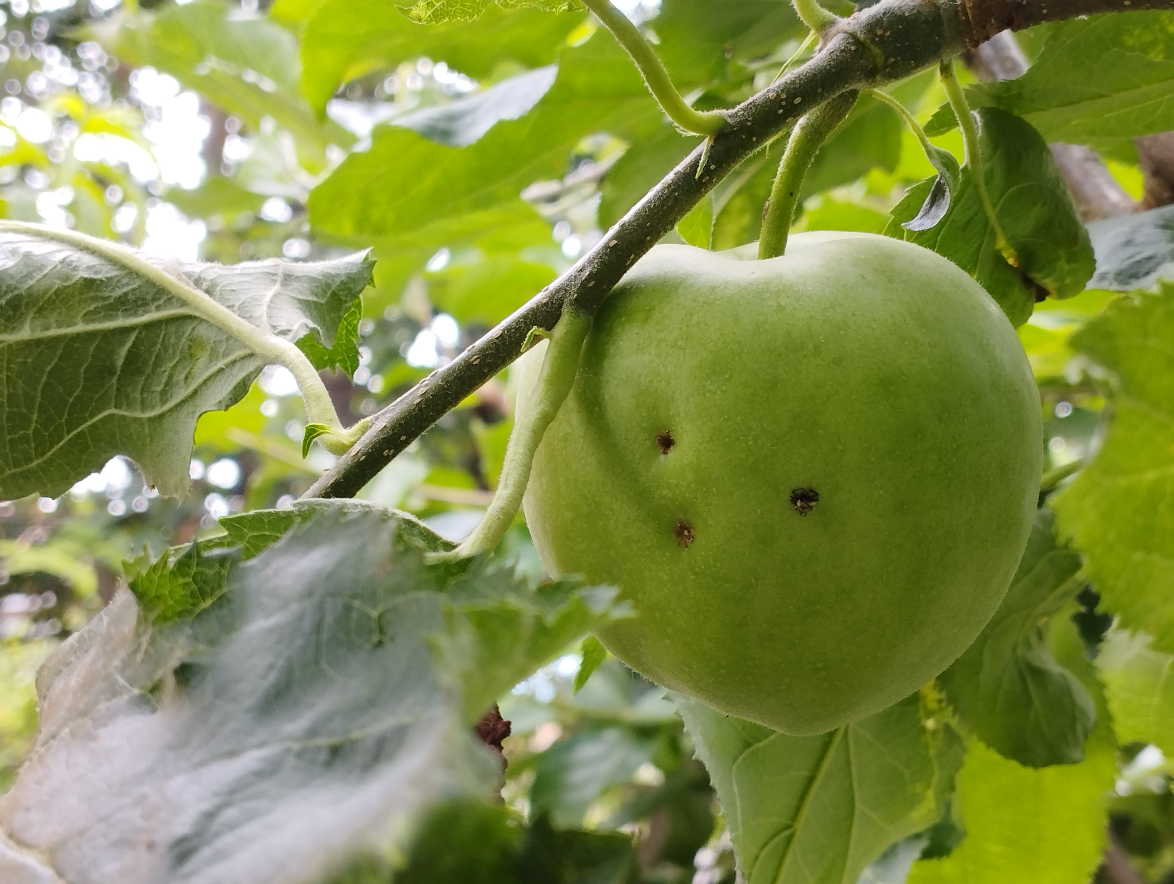 Növényvédelmi teendők – 2022. június 24-30