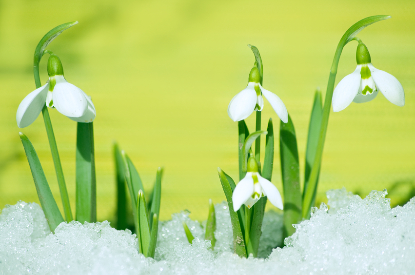 Ha közeleg február, virágzik a hóvirág