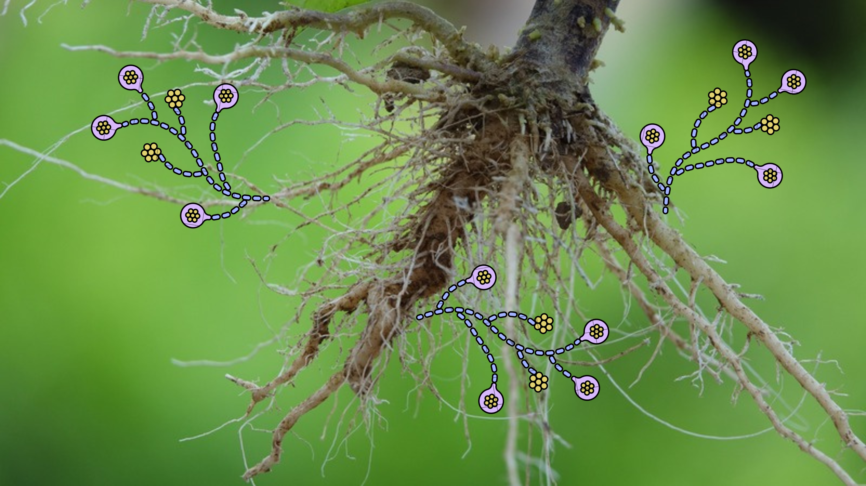 Titkos földalatti hálózat – a mikorrhizák varázslatos világa