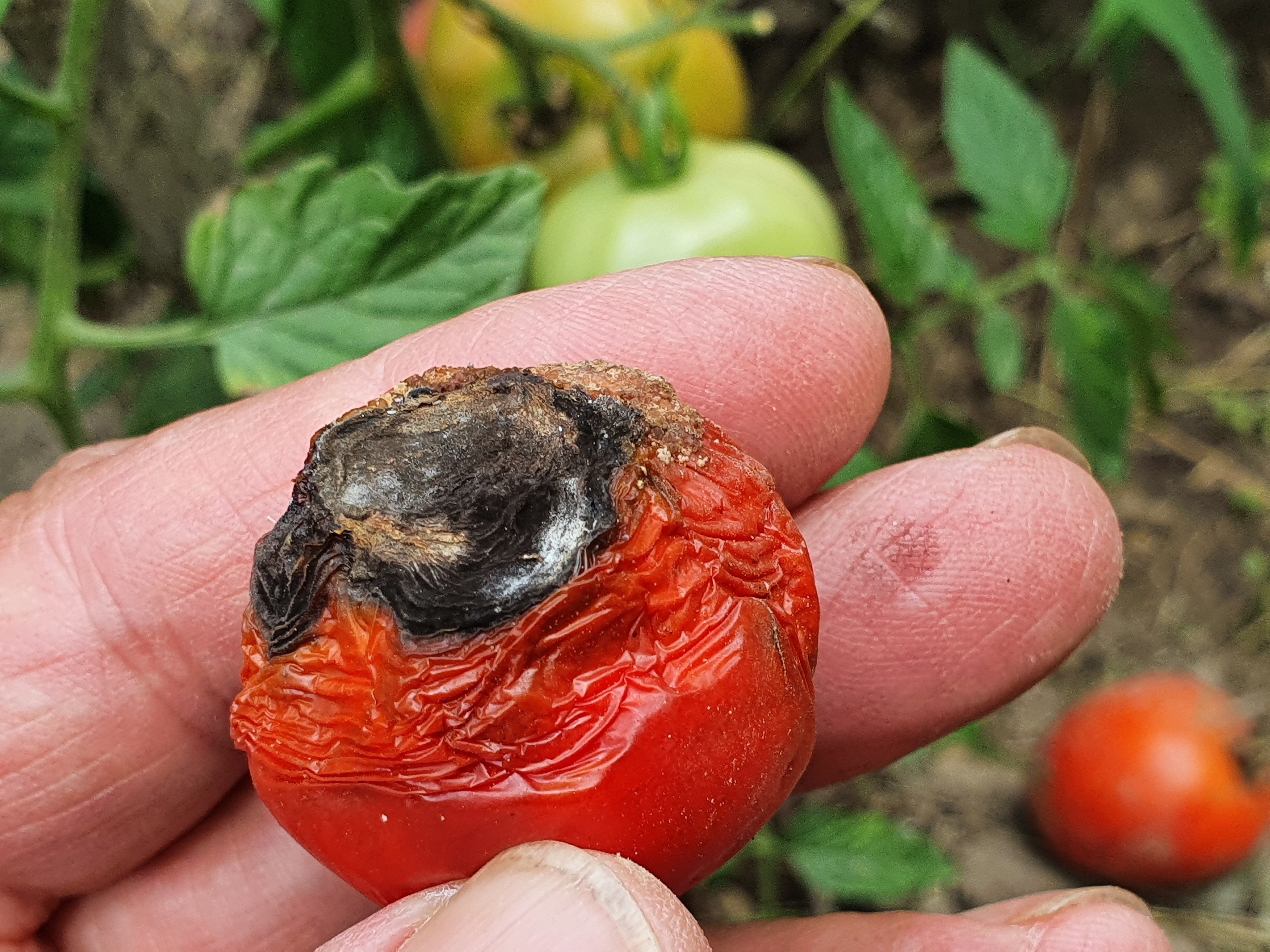 2022. évi 14. növényvédelmi felhívás – Zsigó György