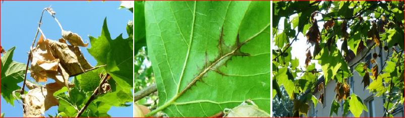 Zsigó György – Időszerű növényvédelmi teendők a közterületeken – 2016/5
