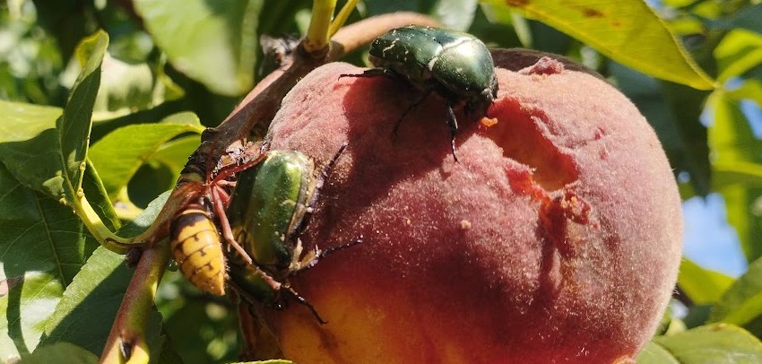 Növényvédelmi teendők – 2023. július 4. hét