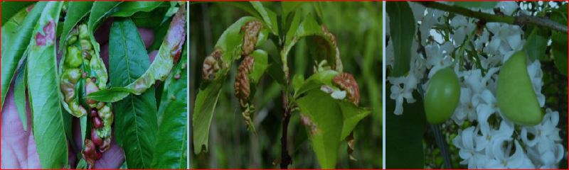 Zsigó György – Hasznos közlendők kertbarátoknak – 2016/4