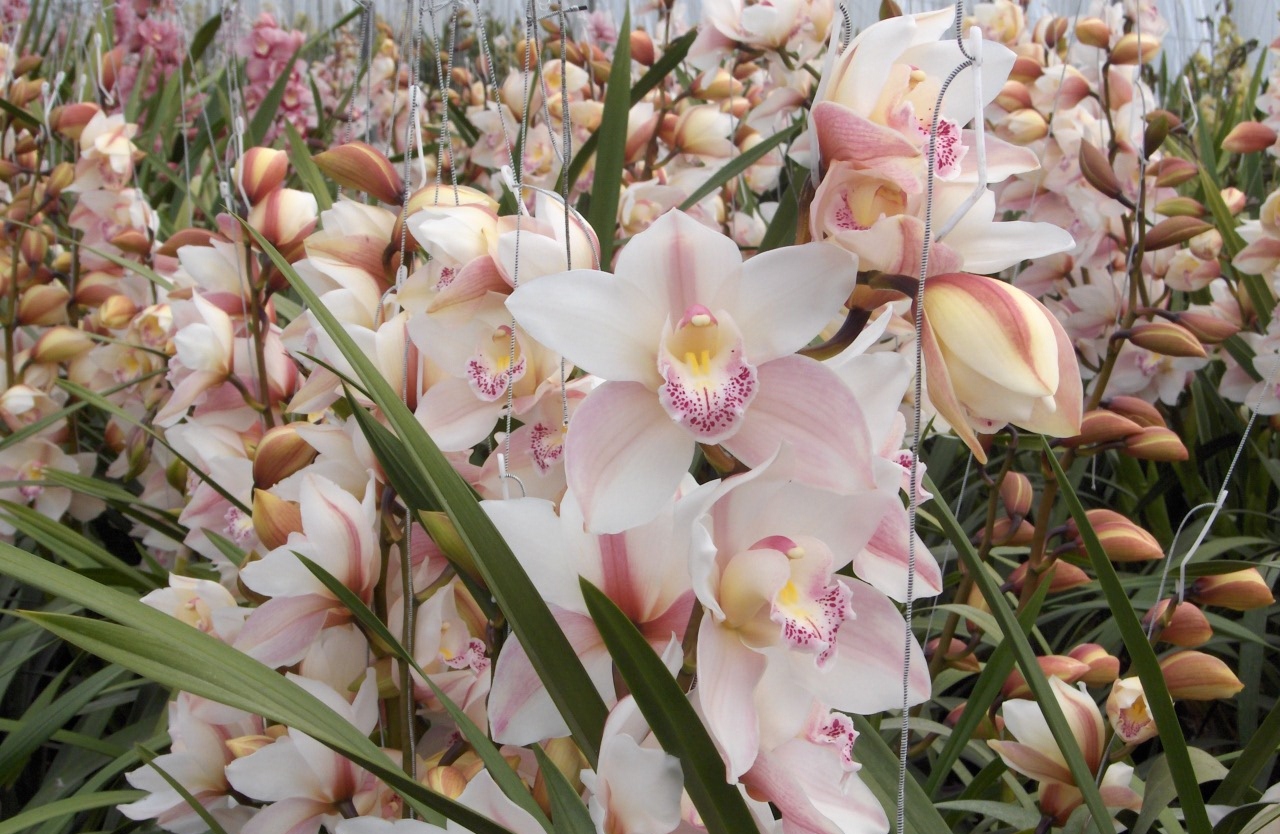 Tápanyagellátással összefüggő fejlődési rendellenességek