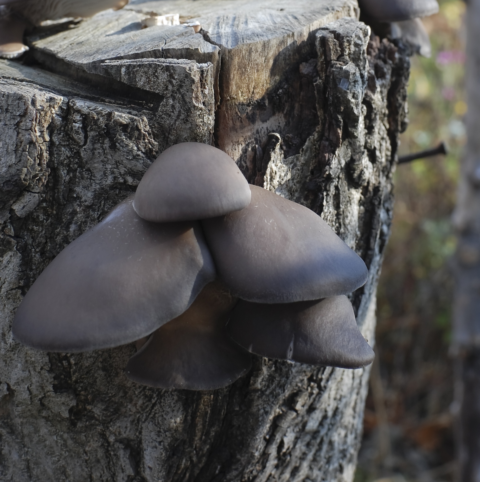 A gombák segítenek tuskót pusztítani