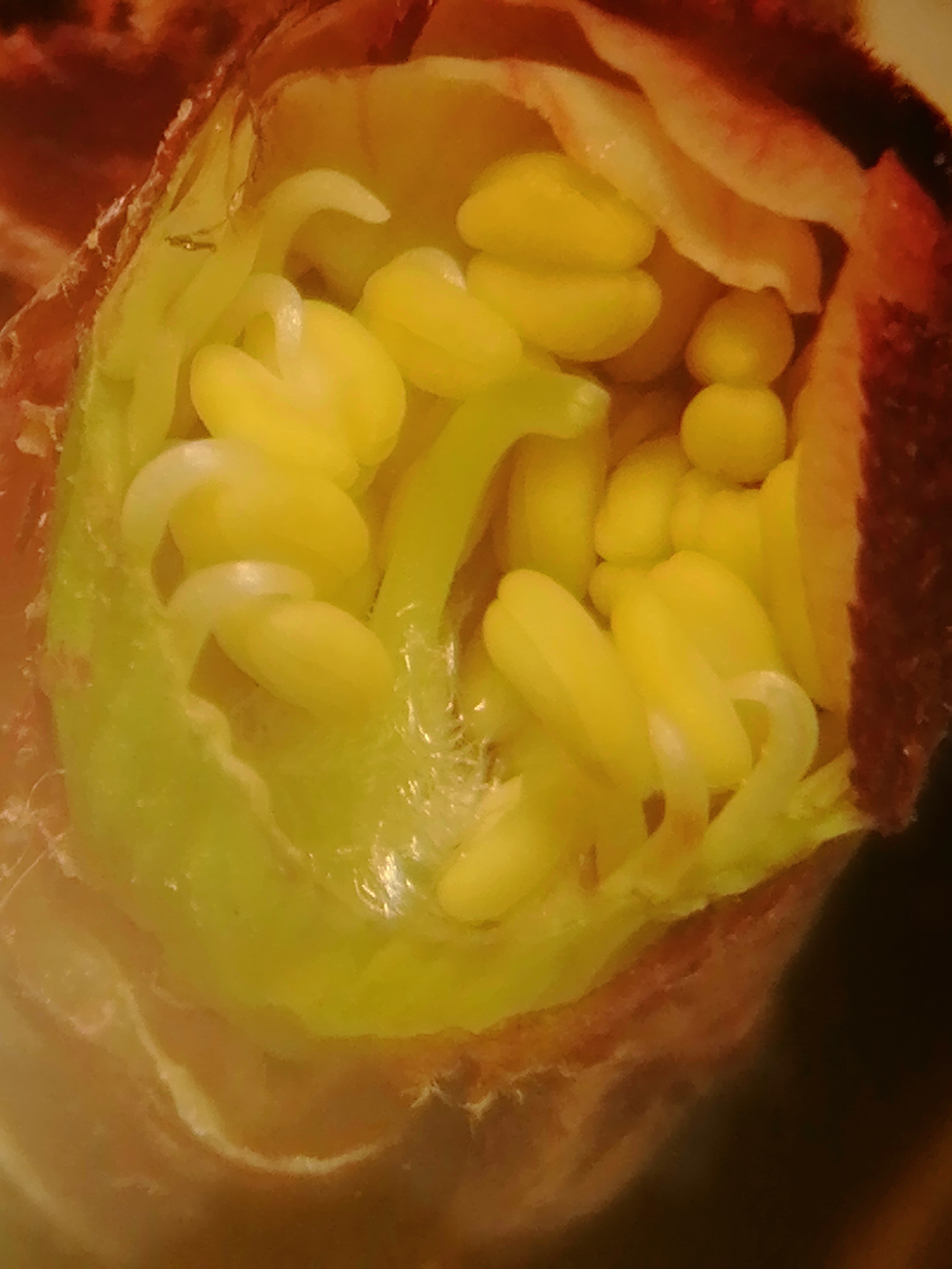 2022. évi 3. növényvédelmi felhívás – Zsigó György