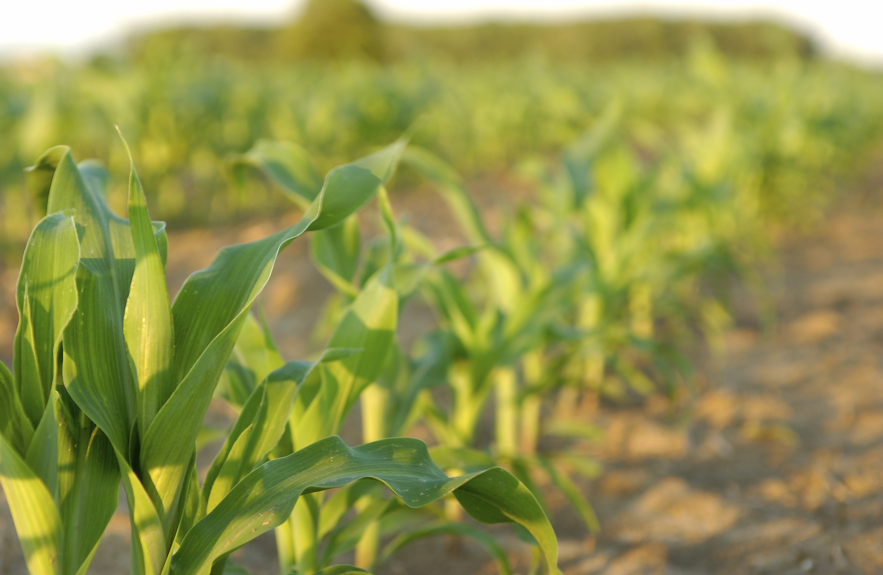 Ponant gyomirtó permetezőszer új név, változatlan minőség