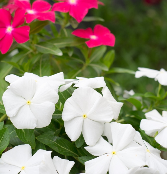 A rövidnappalosok nem élnek örökké – A rózsameténg alkalmas utódnövény