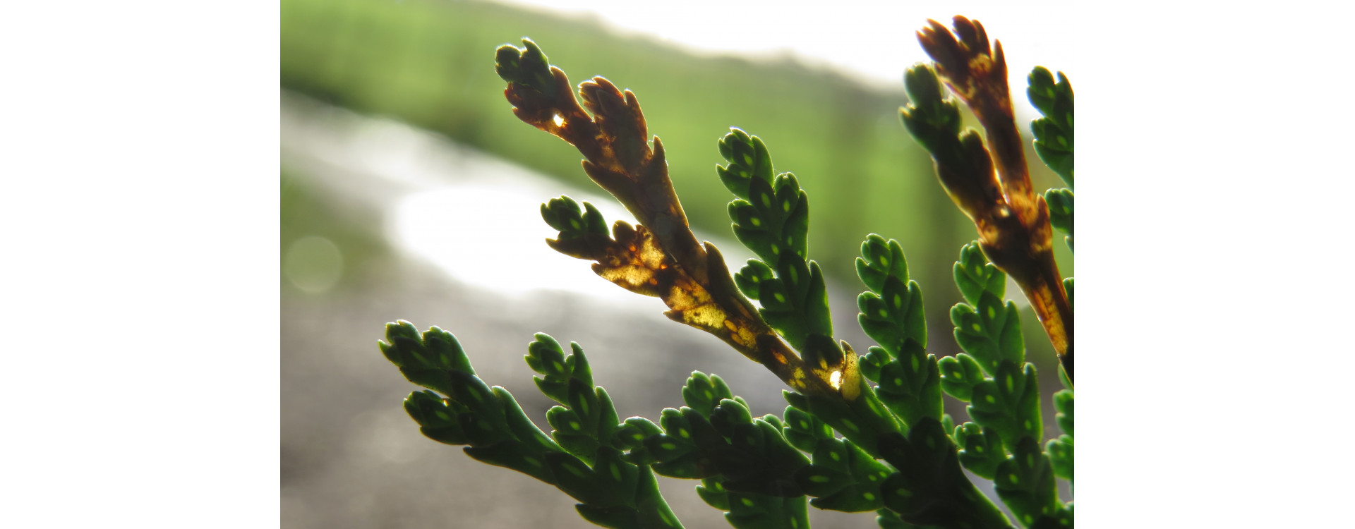 Növényvédelmi teendők – 2020. március 28.- április 3.